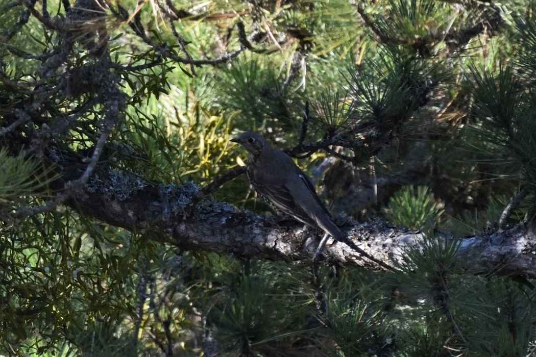 Mistle Thrush